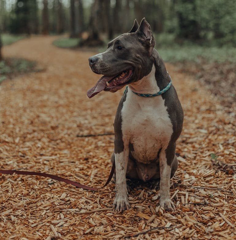American Staffordshire Terrier